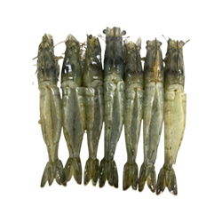 Placeholder Image 1
