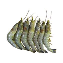 Placeholder Image 1