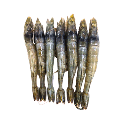 Placeholder Image 1